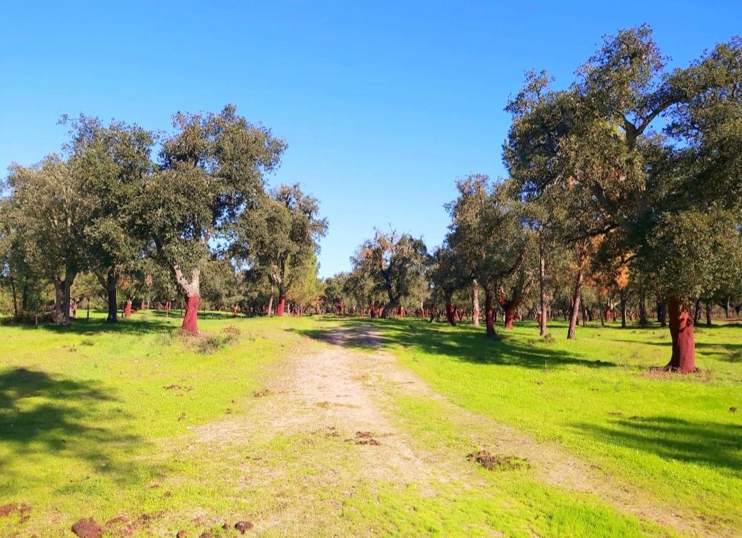 אלמיירים Casas Herdade Do Convento Da Serra מראה חיצוני תמונה