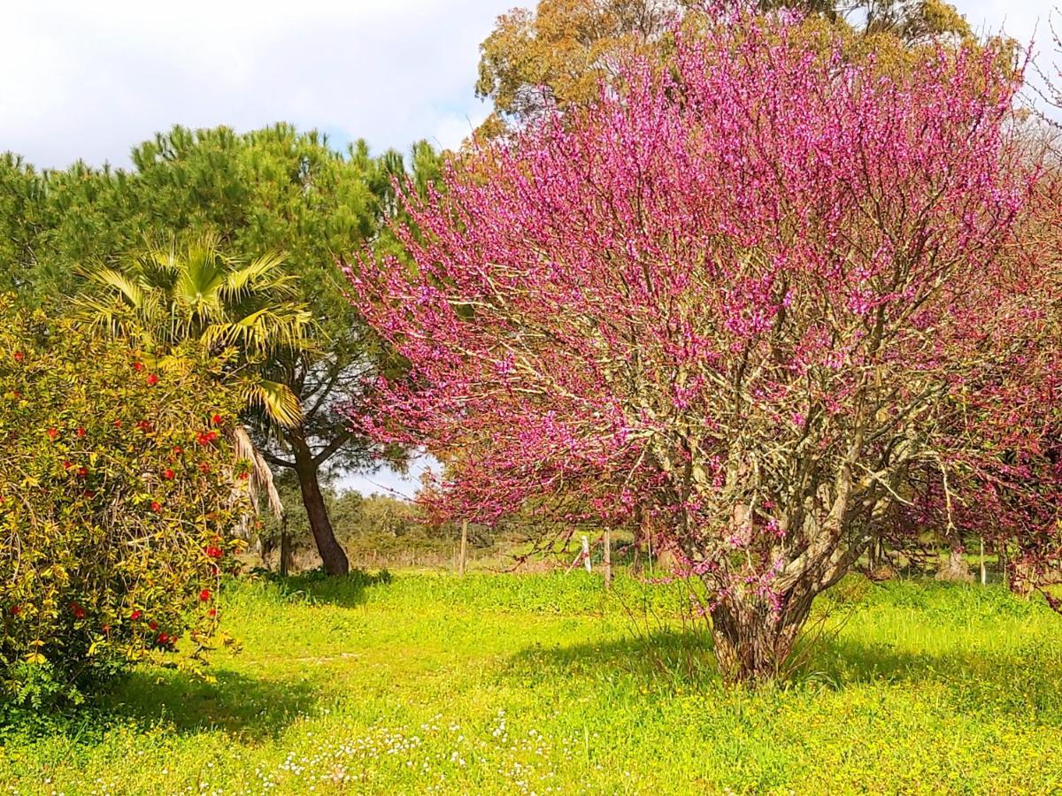 אלמיירים Casas Herdade Do Convento Da Serra מראה חיצוני תמונה
