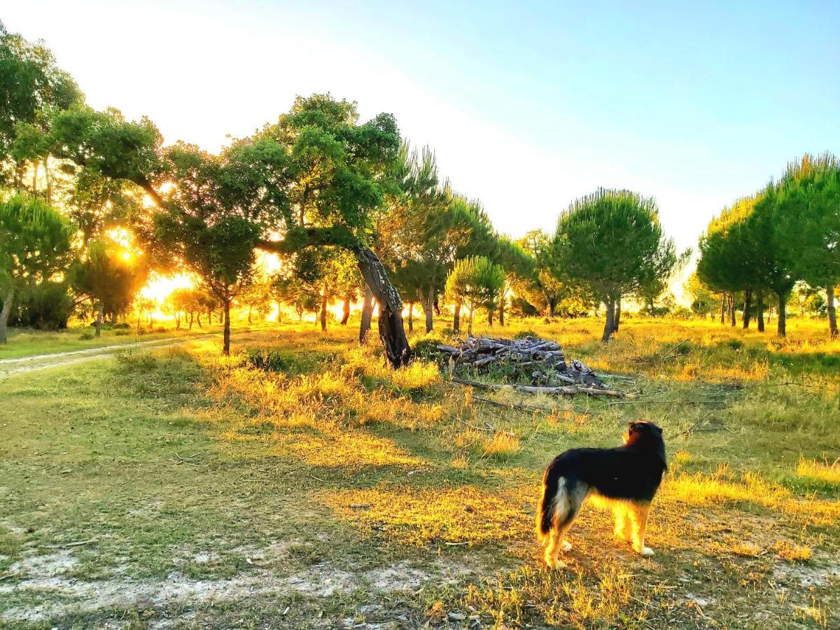 אלמיירים Casas Herdade Do Convento Da Serra מראה חיצוני תמונה